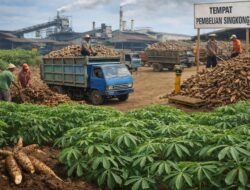 Tubaba Siapkan Satgas Harga Singkong, Bidik Kepastian Rp1.350 per Kg untuk Petani