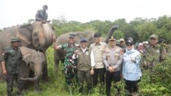 Akhiri Konflik Gajah dan Manusia, Pemerintah Bangun Pagar 138 Km di Way Kambas