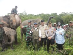 Akhiri Konflik Gajah dan Manusia, Pemerintah Bangun Pagar 138 Km di Way Kambas