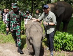 Rp 839 Miliar Digelontorkan untuk Way Kambas, Solusi Konflik Manusia dan Gajah