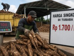 Pasokan Menipis, Harga Singkong di Tubaba Tembus Rp1.700 per Kg