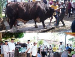 Sapi “Rebo” Hampir 1 Ton Jadi Kurban Presiden di Tubaba