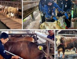 Penjualan Hewan Kurban Lampung Melejit