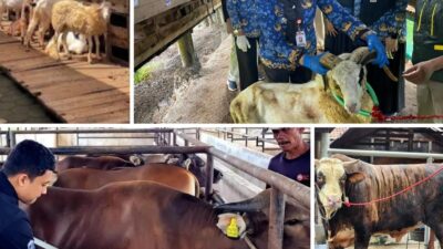 Penjualan Hewan Kurban Lampung Melejit
