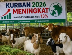 Kurban di Tubaba 2026 Naik 13 Persen, Ribuan Hewan Dinyatakan Aman Dikonsumsi