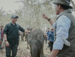 Pemprov Lampung Dorong Mitigasi Konflik Gajah dan Warga